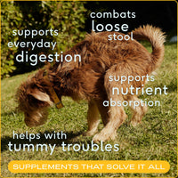 Dog Dish Native Pet organic pumpkin fiber powder benefits for dog digestion and stool health shown on a terrier