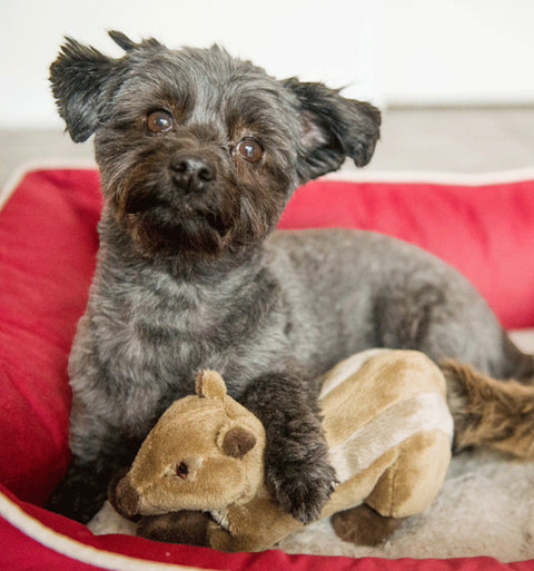 Dog Dish small dog resting on a red bed with a Fluff & Tuff Peanut Chipmunk plush toy