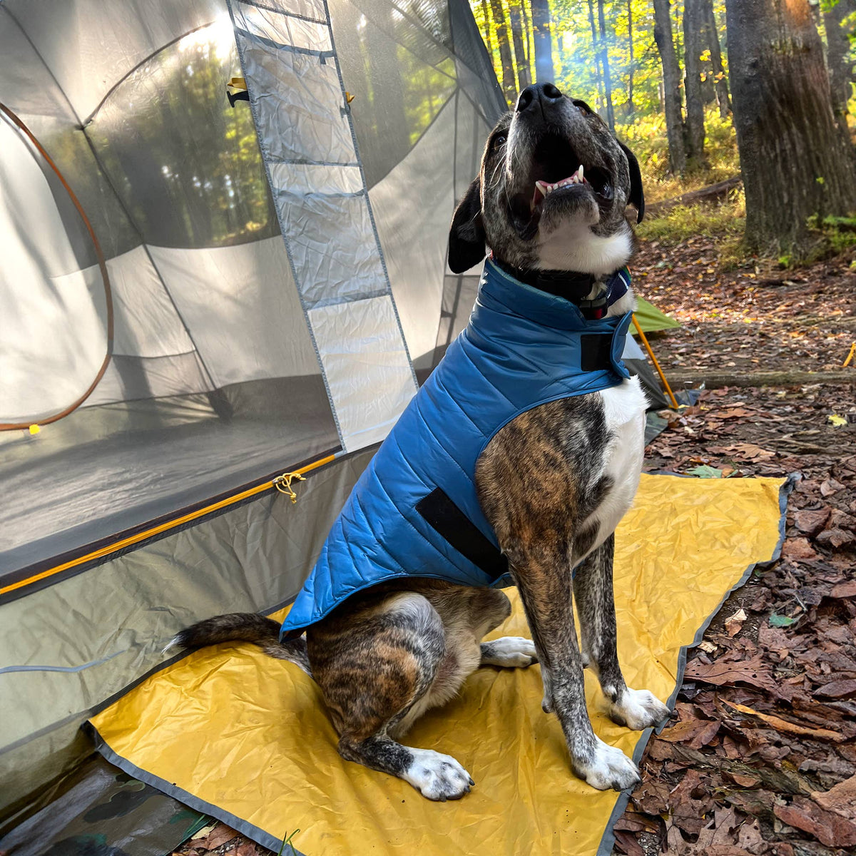 Dog Dish Pendleton Pagosa Springs reversible blue puffer dog coat worn by a brindle dog sitting by a tent in woods.