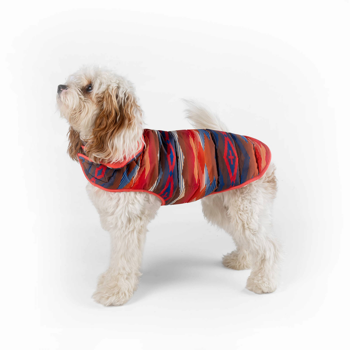 Dog Dish Pendleton reversible puffer dog coat in Crown Point print worn by a small cream-colored dog