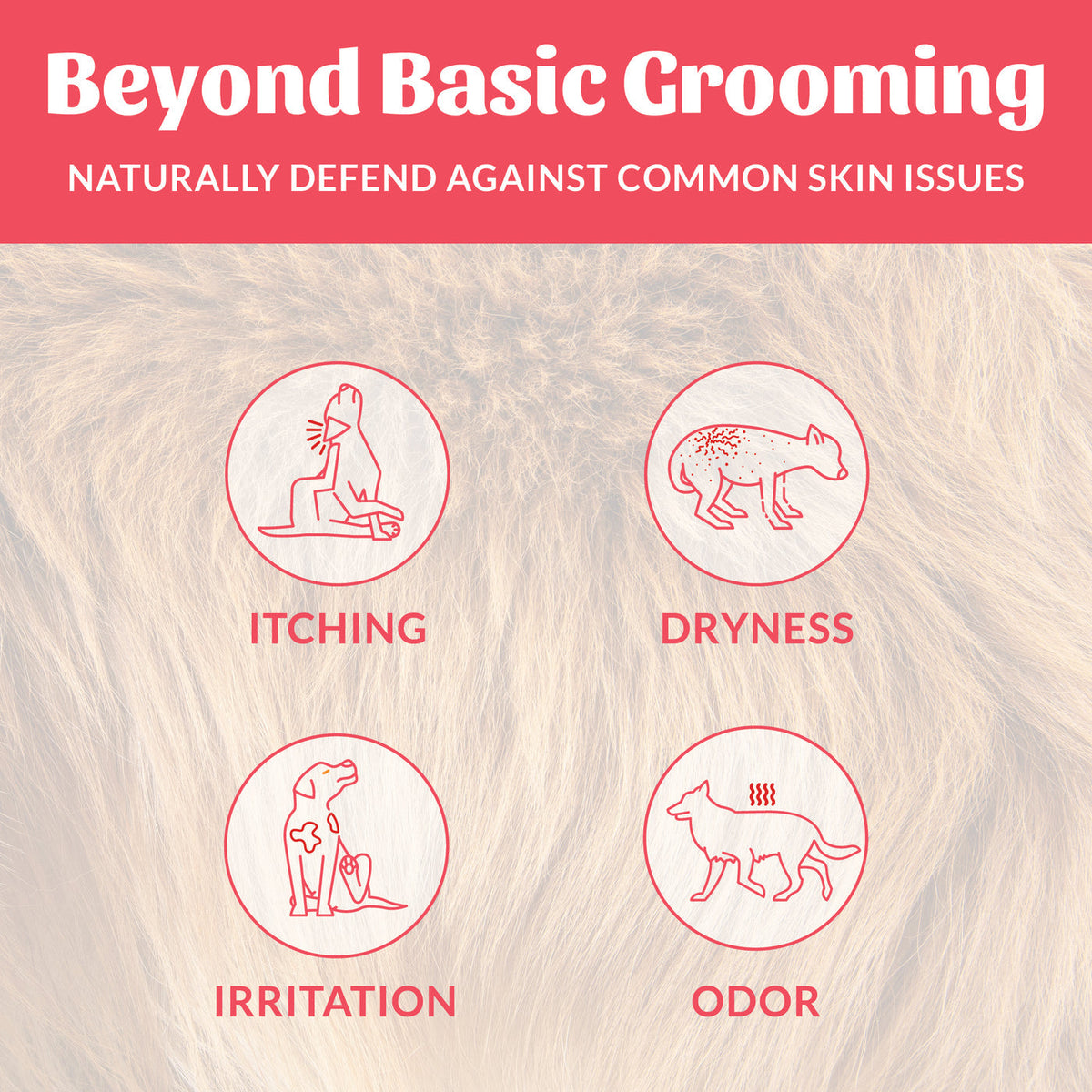 Dog Dish infographic showing how Skout's Honor coconut deodorizer helps dogs with itching, dryness, irritation, and odor.