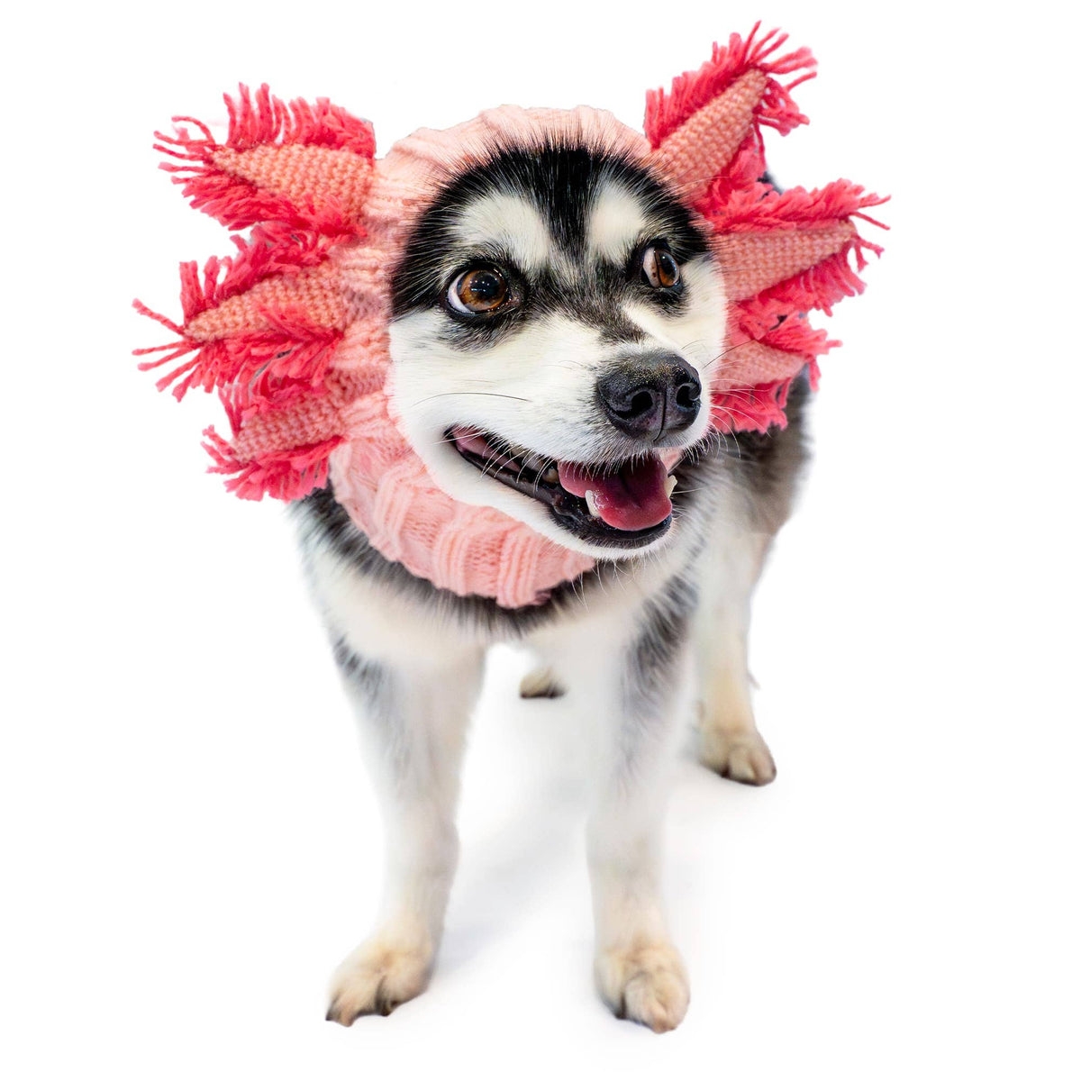 Dog Dish pink knit axolotl dog snood worn by a small husky-mix dog on a white background
