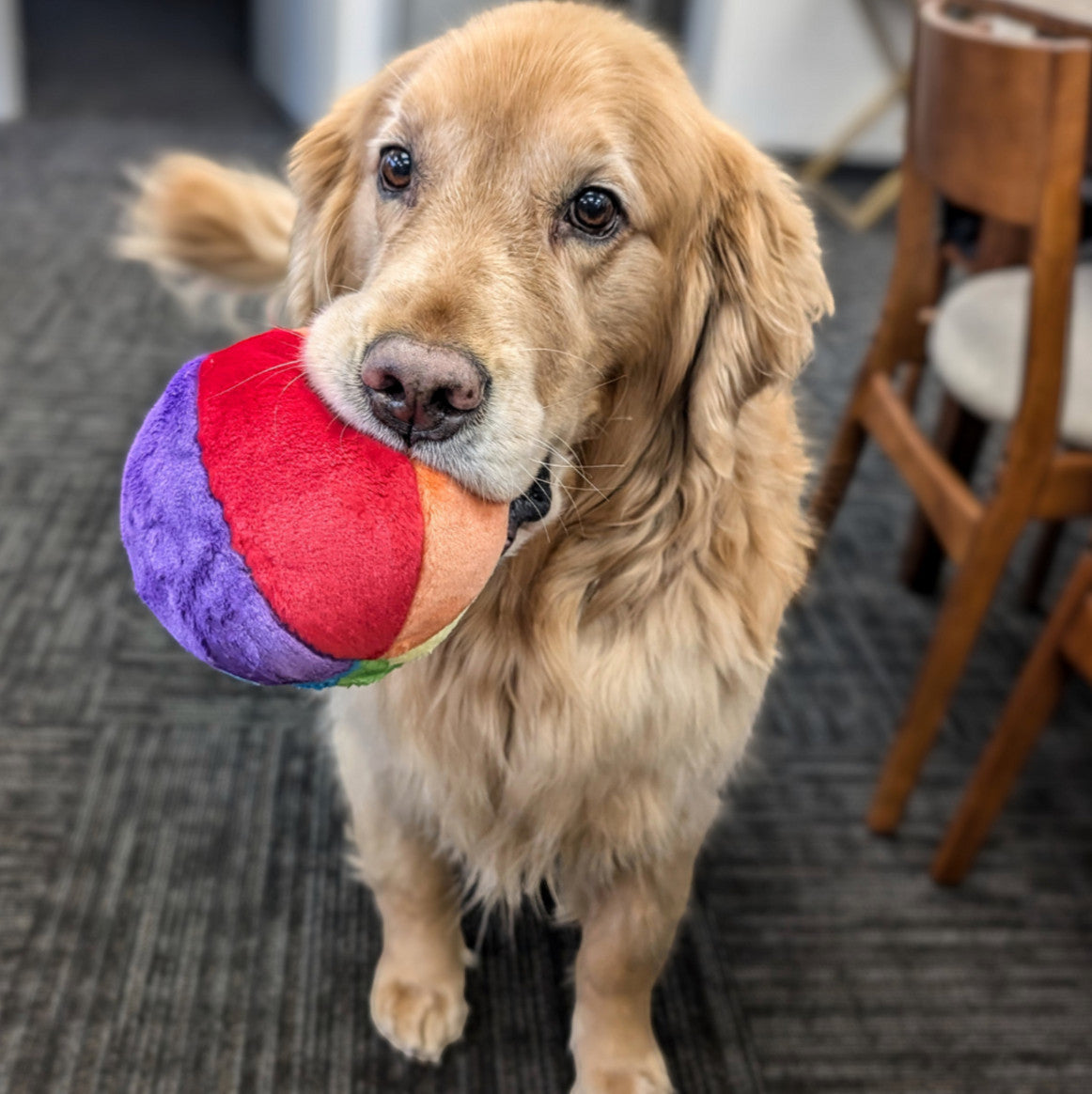 Dog Dish Fluff & Tuff plush mini beach ball toy held in the mouth of a golden retriever dog