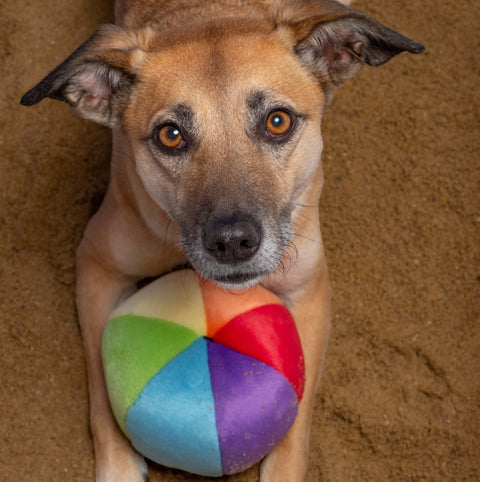 Dog Dish Fluff & Tuff plush mini beach ball with colorful segments held by a brown dog on a sandy beach