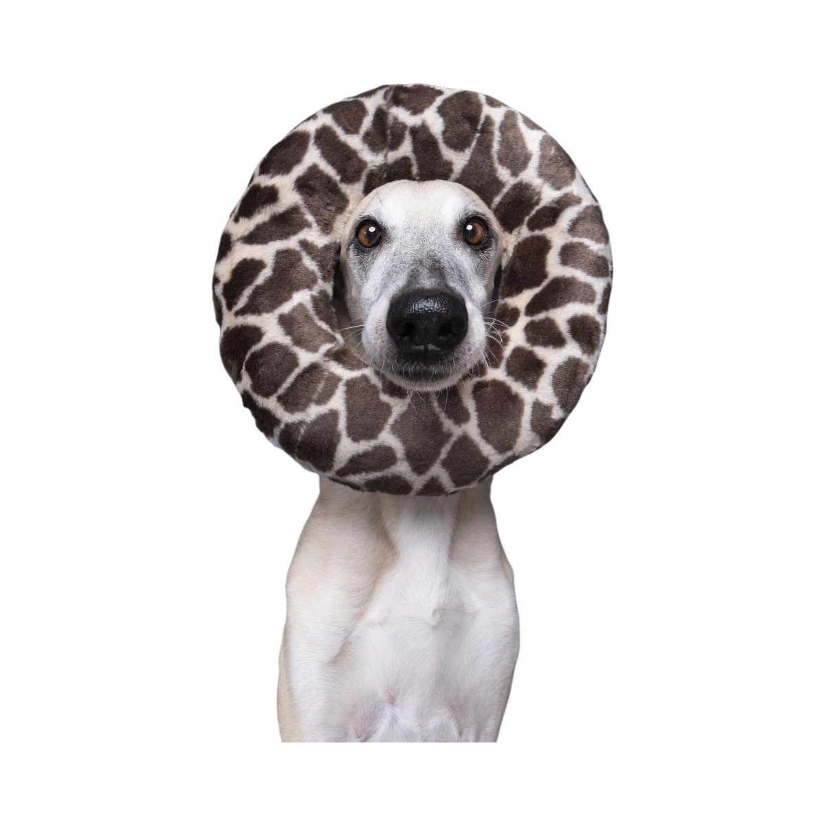 Dog Dish Fluff & Tuff plush python ring toy worn around the neck of a greyhound against a blue background.