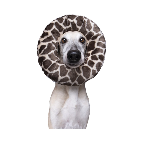 Dog Dish Fluff & Tuff plush python ring toy worn around the neck of a greyhound against a blue background.