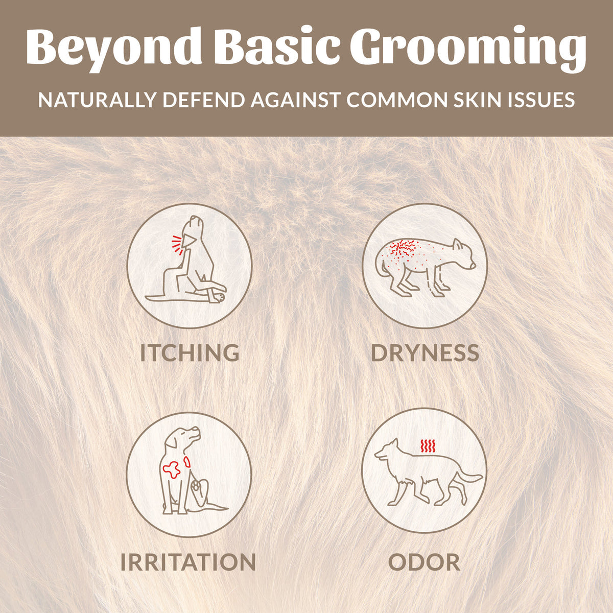Dog Dish infographic showing how Skout's Honor probiotic shampoo treats dog itching, dryness, irritation, and odor.