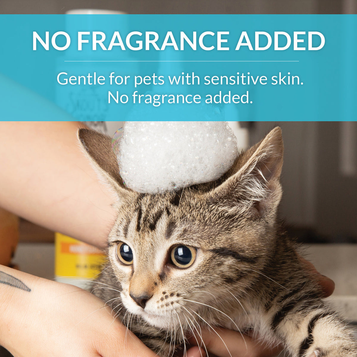 Dog Dish Skouts Honor fragrance-free cat shampoo with probiotic formula being used on a tabby kitten with soap suds