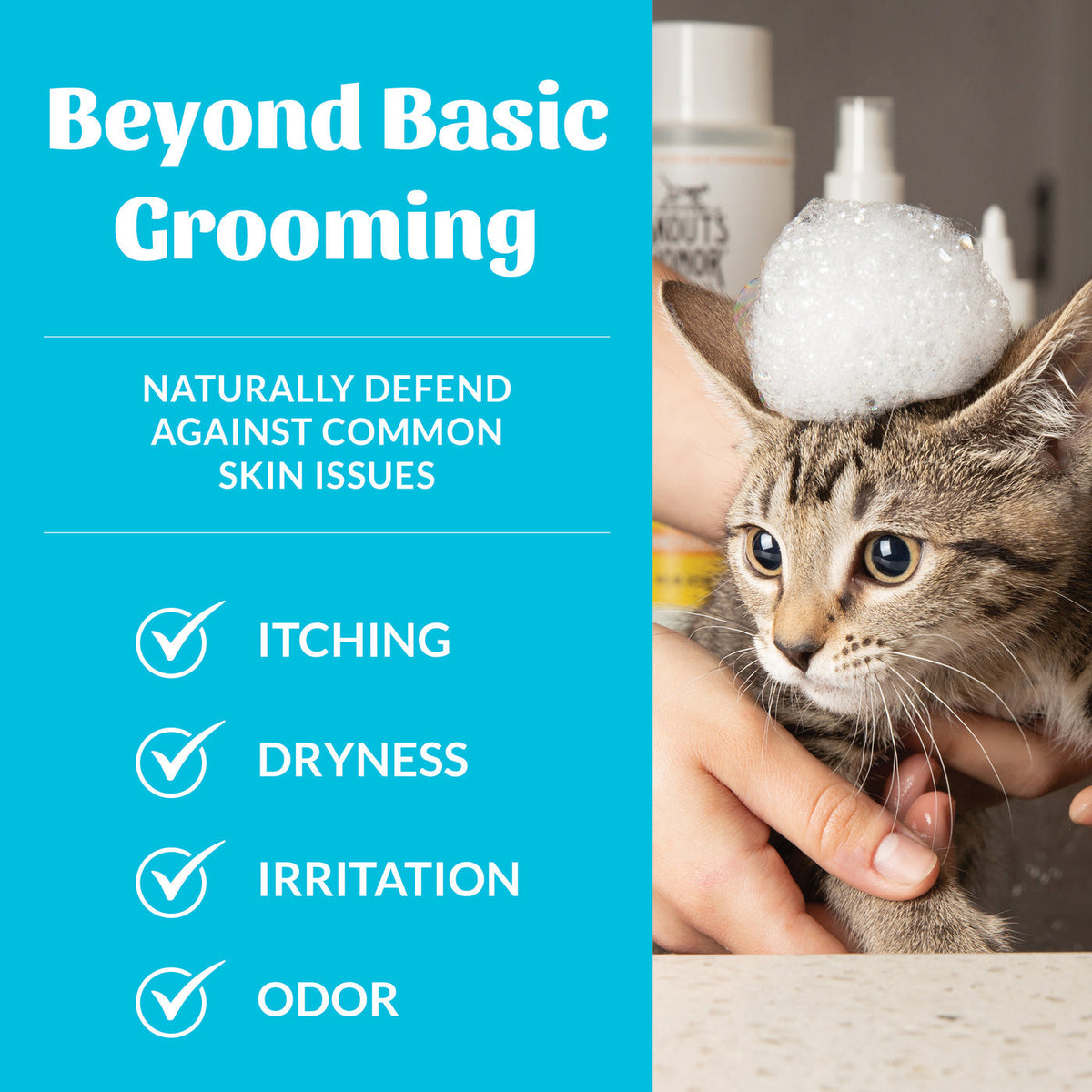 Dog Dish Skouts Honor fragrance-free cat shampoo with probiotic formula being used on a kitten with a soap bubble hat
