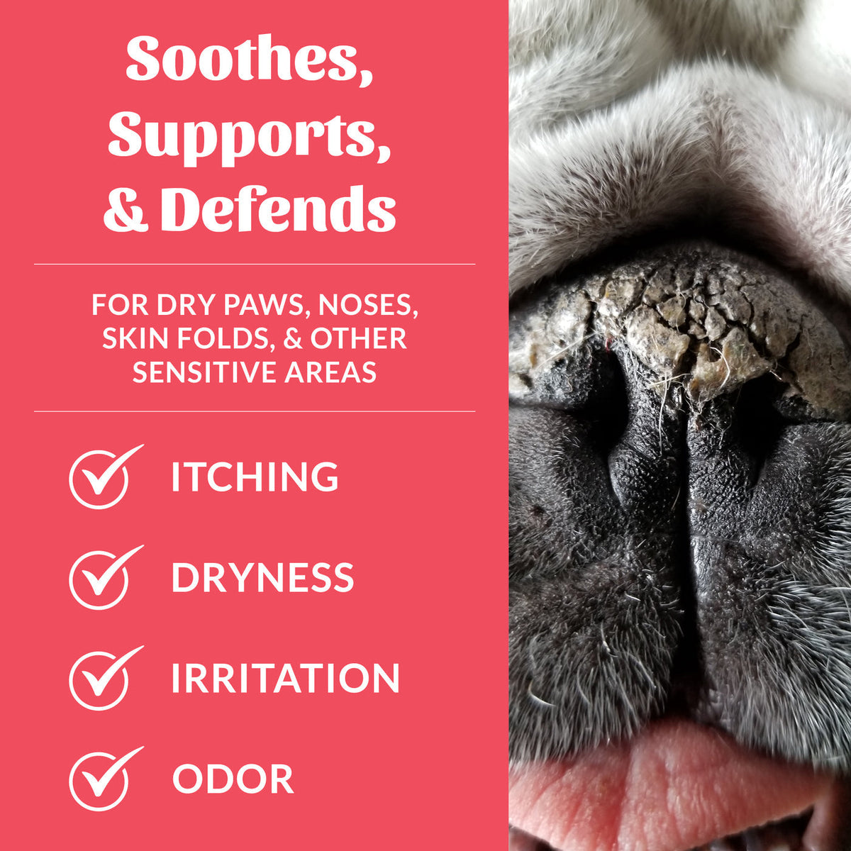 Dog Dish Skouts Honor Prebiotic Pet Balm for soothing dry, cracked dog noses and paws with natural ingredients