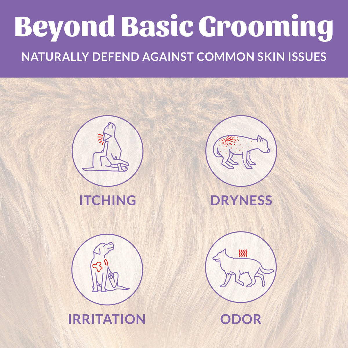 Dog Dish infographic showing how Skout's Honor probiotic shampoo helps dogs with itching, dryness, irritation, and odor.