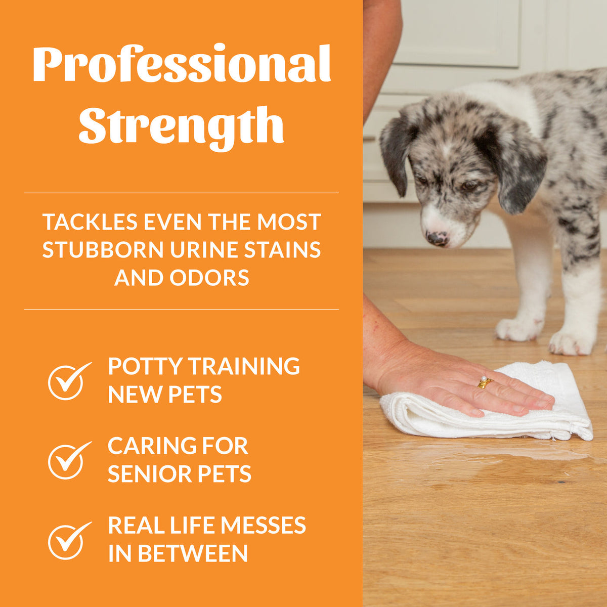 Dog Dish Skout's Honor Urine Destroyer being used by a person with a white cloth on a floor near a spotted puppy.