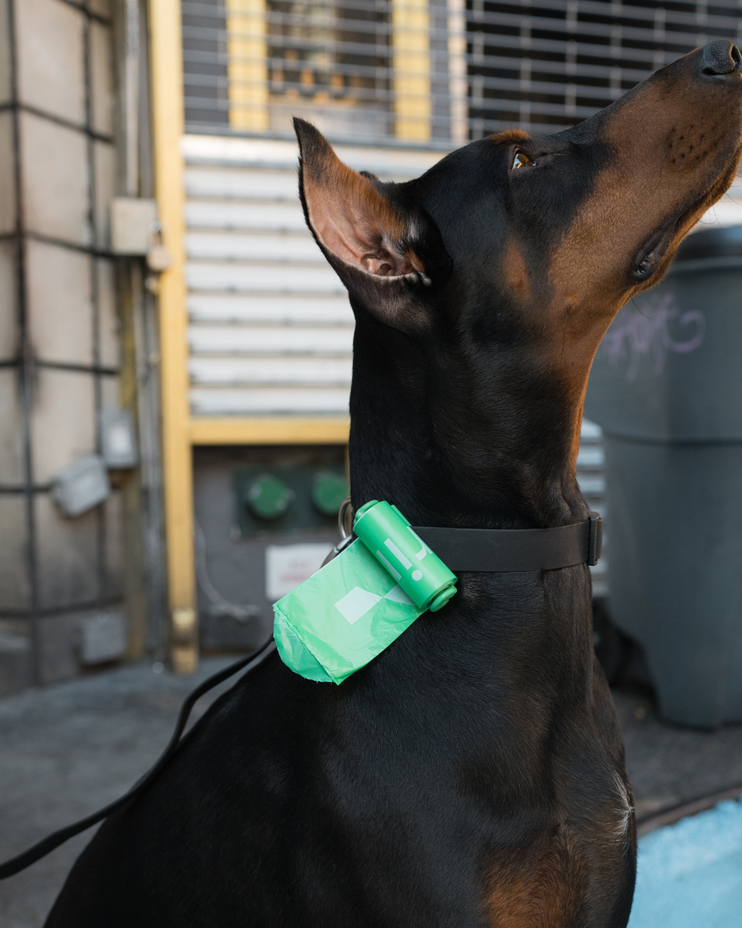 Springland poop bag dispenser shown with compact design and easy-access opening for convenient dog walking.