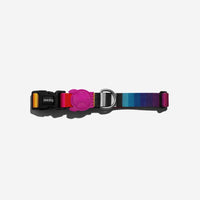 Zee.Dog Prisma collar shown on a dog during an outdoor walk or lifestyle setting.