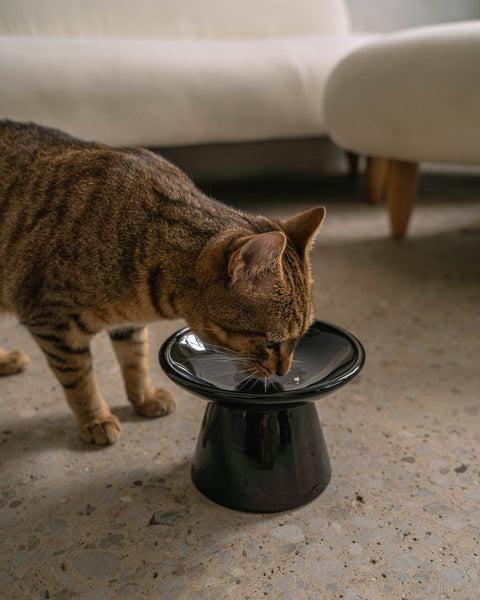 dexypaws | Cat Bowl | Black