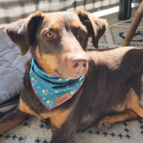 Mushroom Pet Bandana