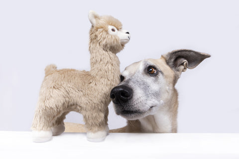 Fluff & Tuff | Inca Alpaca