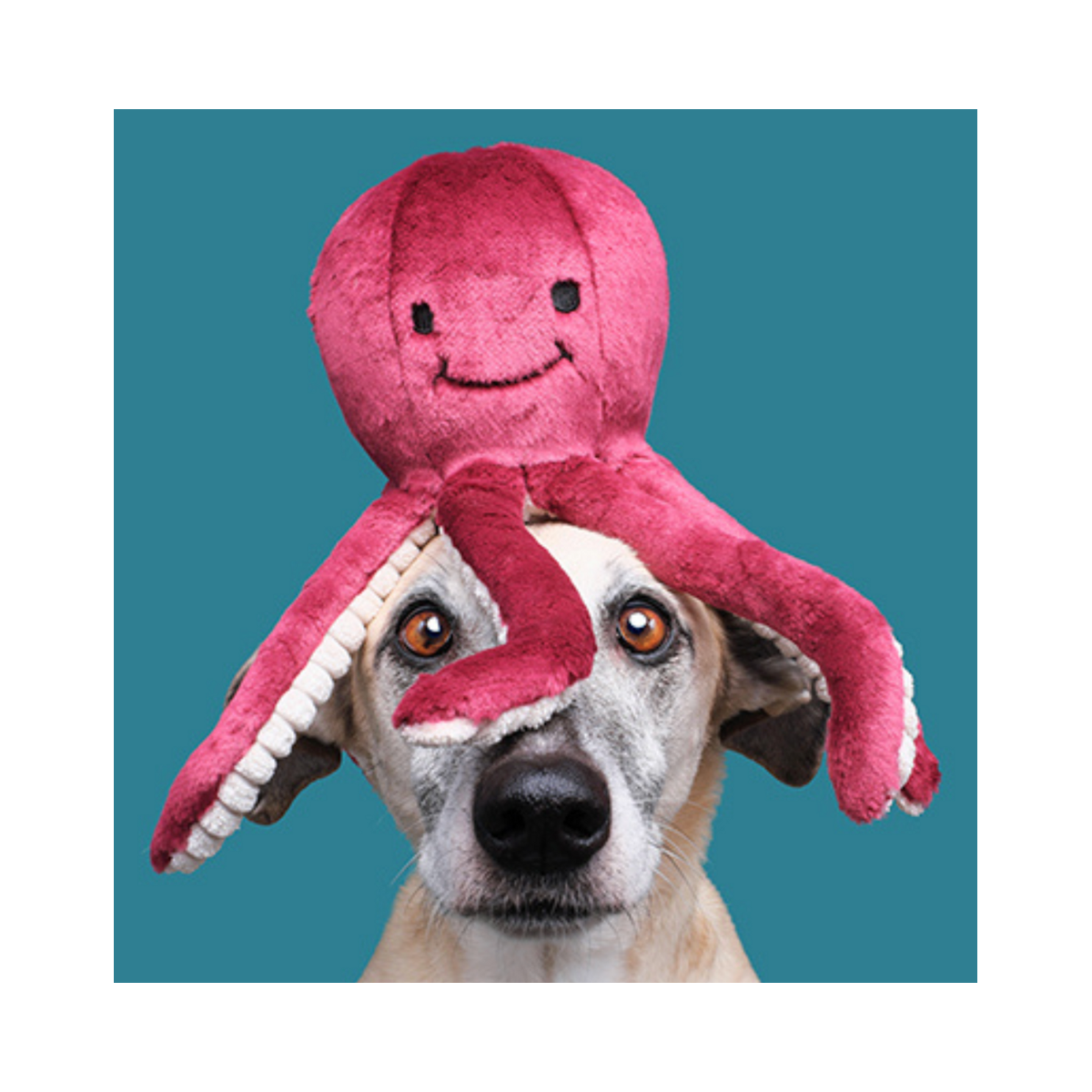 Fluff & Tuff | Olympia Octopus