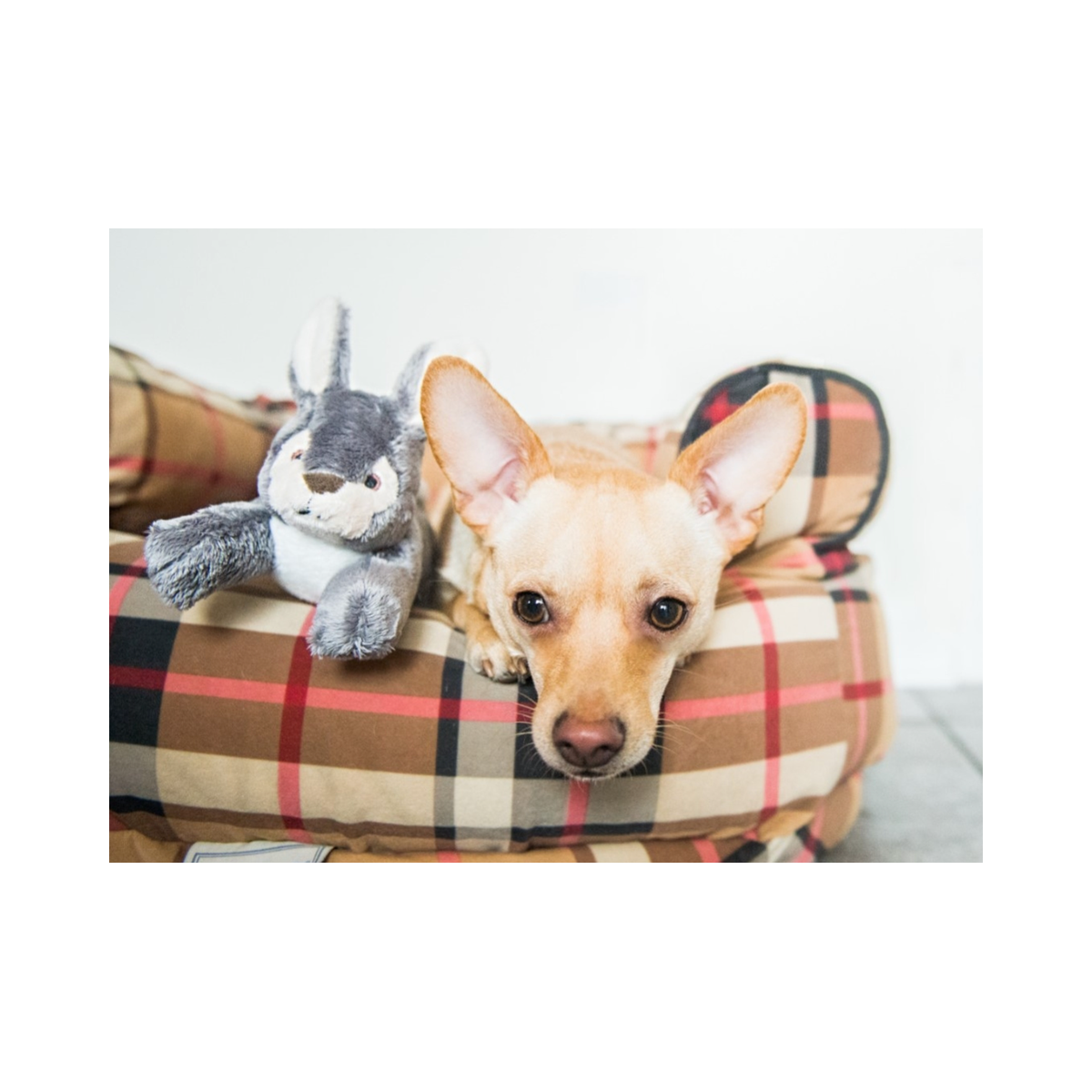 Fluff & Tuff | Jessica Bunny