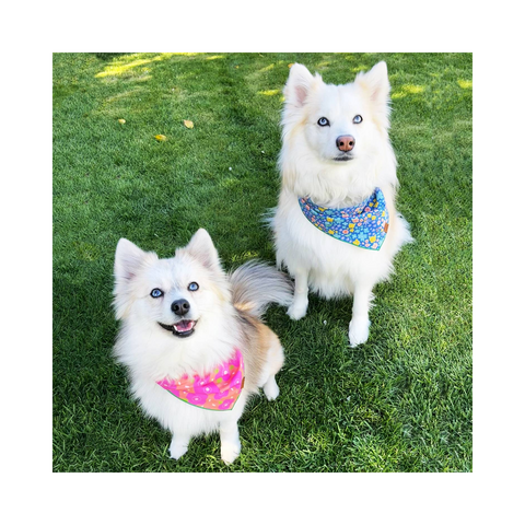 Hot Pink Flowers Pet Bandana