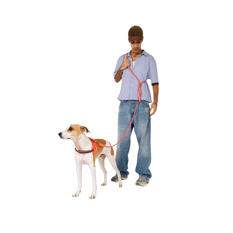 Zee.Dog | Hands-Free Leash | Gazelle