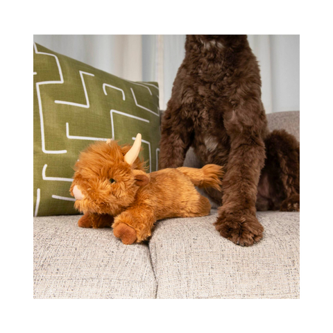 Fluff & Tuff | Shaggy Highland Cow