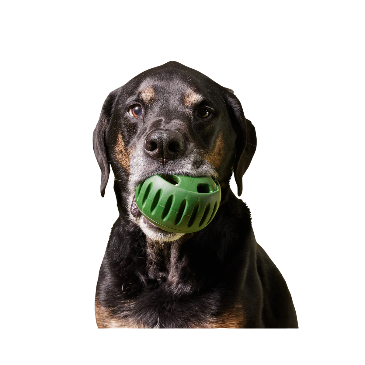 Woof | The Pupsicle