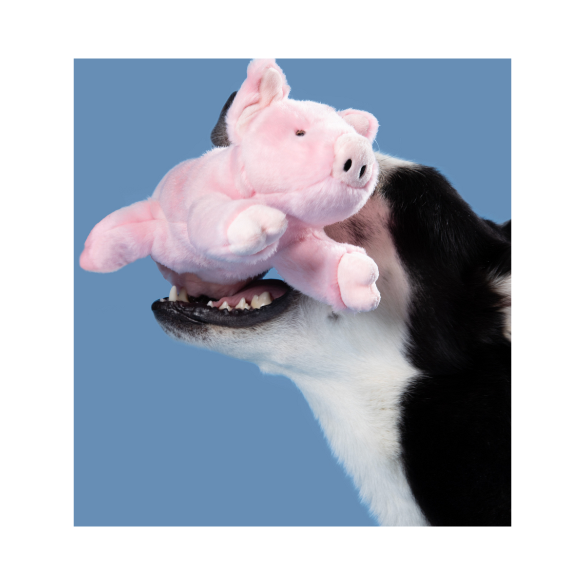 Fluff & Tuff | Petey Pig