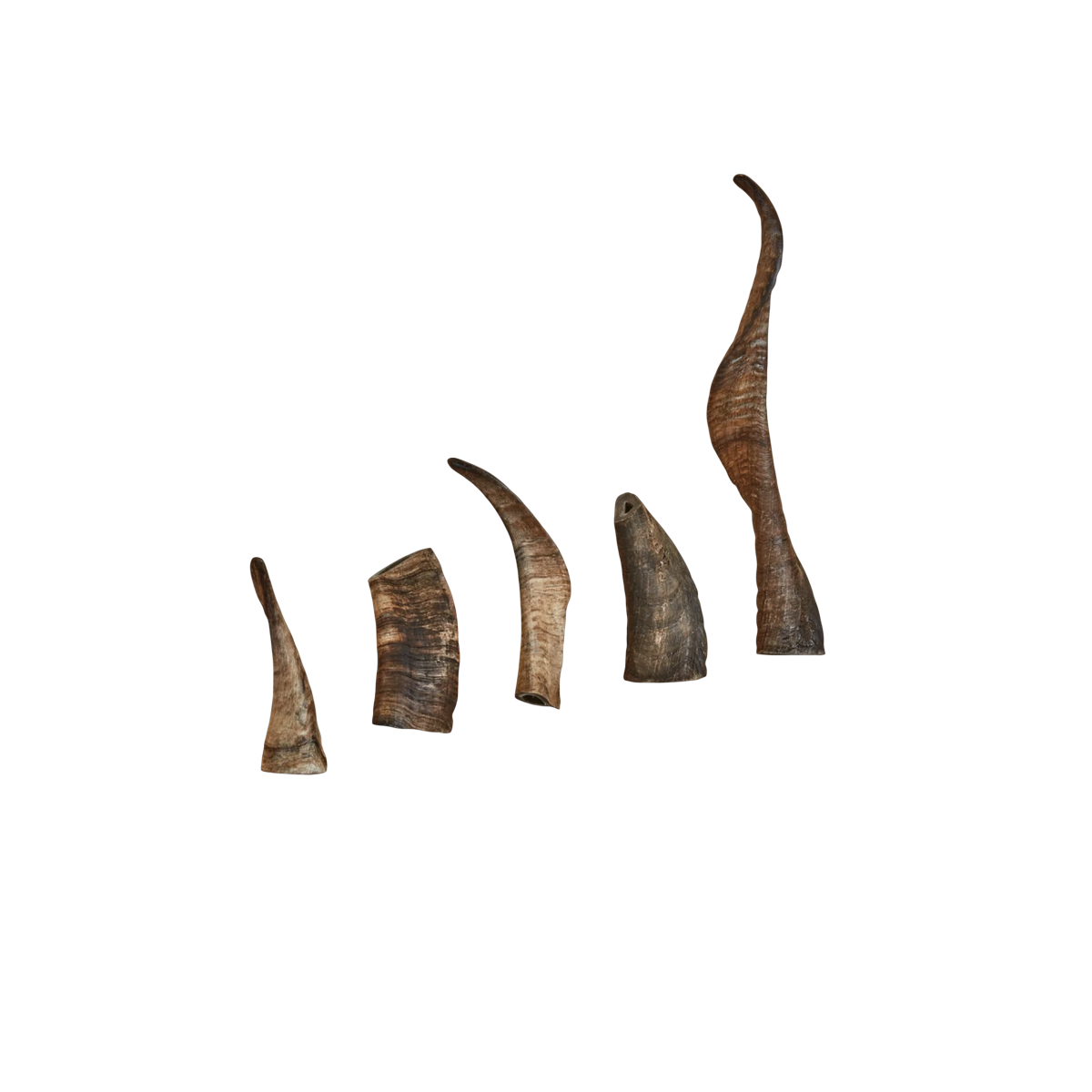 CANOPHERA | Sheep Horn Dog Chew