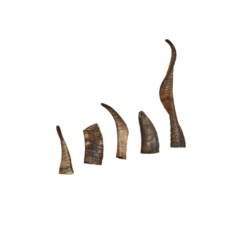 CANOPHERA | Sheep Horn Dog Chew