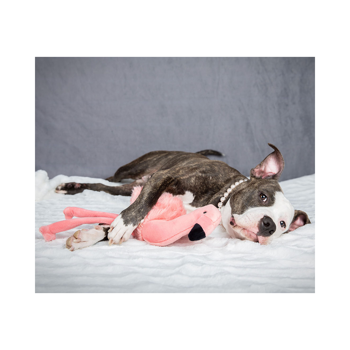 Fluff & Tuff | Lola Flamino