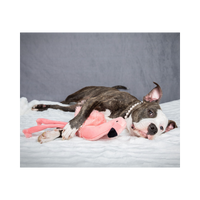 Fluff & Tuff | Lola Flamino