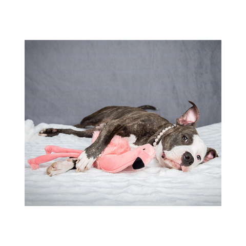 Fluff & Tuff | Lola Flamino
