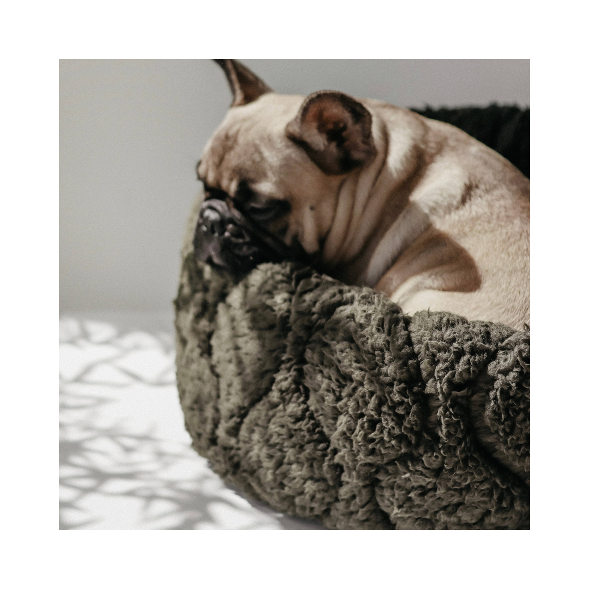 Lambwolf | Taart Pet Bed
