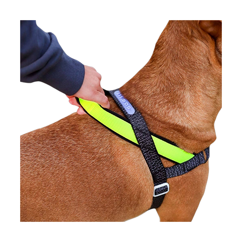 Zee.Dog | SofterWalk Harness | NOX