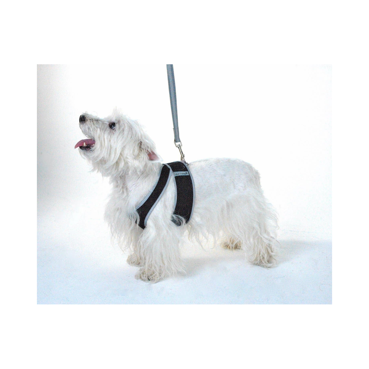 Cloak & Dawggie | Step-N-Go | Black