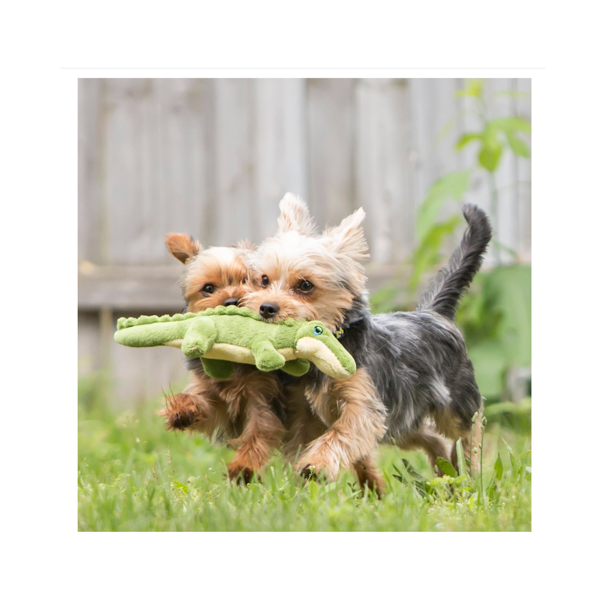 Fluff & Tuff | Savannah Baby Gator