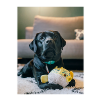 P.L.A.Y. | Ocean Buddies | Puffer Fish