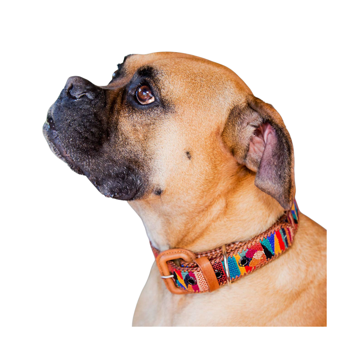 Altiplano | Woven Dog Collar
