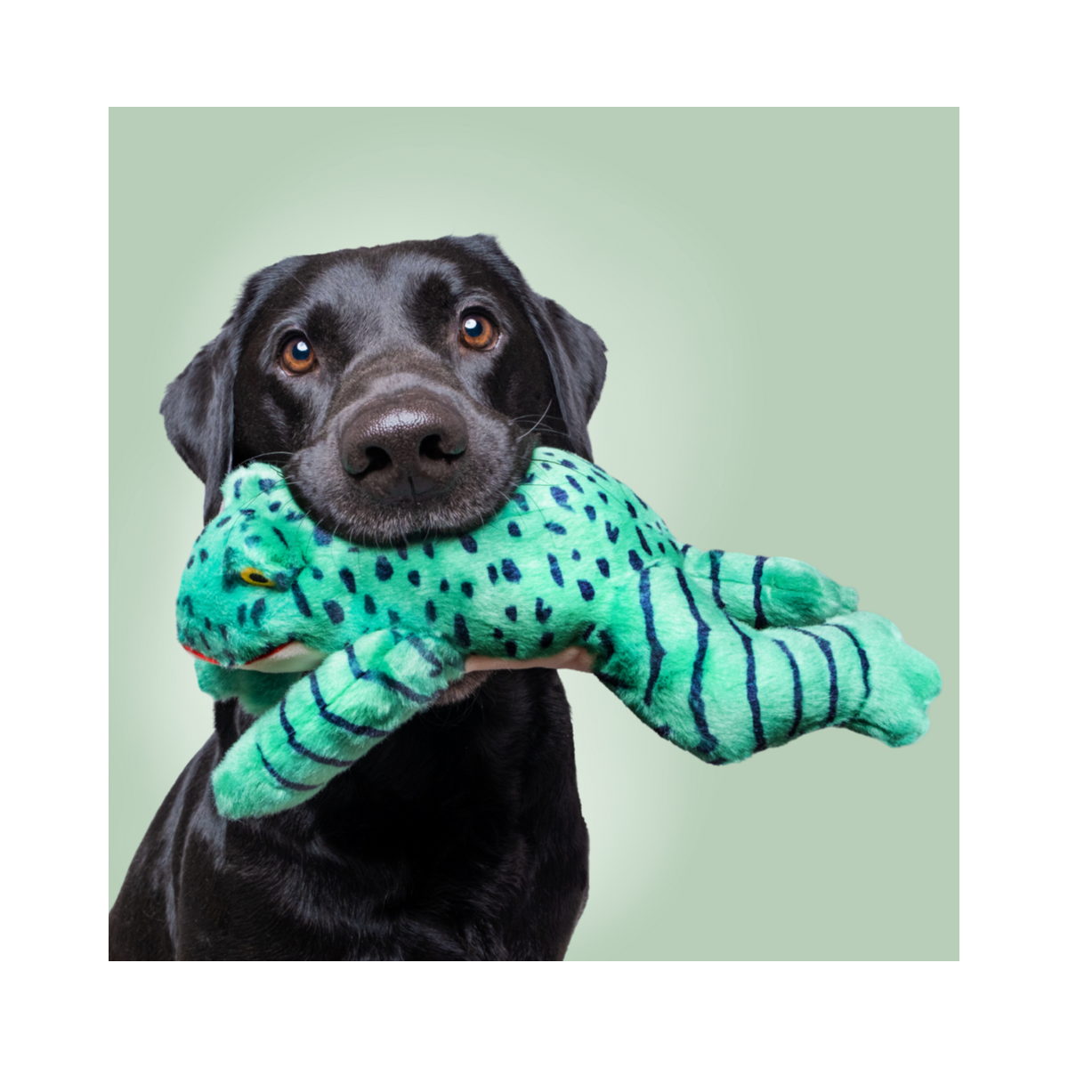 Fluff & Tuff | Oliver Frog