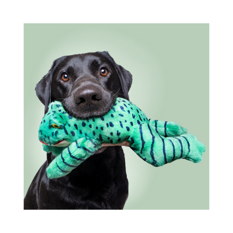 Fluff & Tuff | Oliver Frog