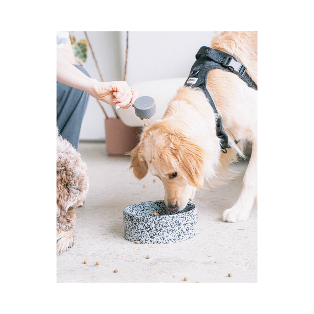 dexypaws | Bowl | Salt & Pepper