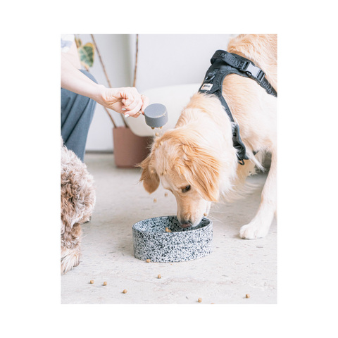 dexypaws | Bowl | Salt & Pepper